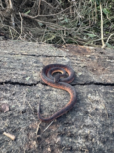 Wucherer's Ground Snake
