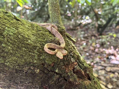 Garden Tree Boa