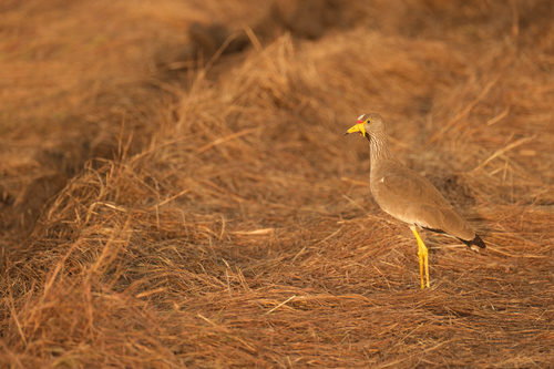 iNaturalist image