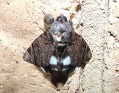Catephia linteola