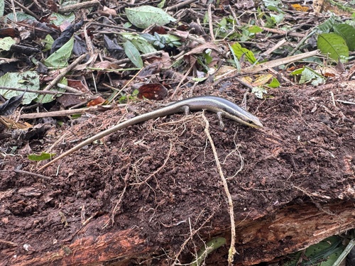 Long-lined Agile Skink