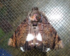 Catephia linteola