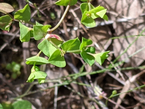 Image of Euphorbia tetrapora by (c) Alison Northup, some rights reserved (CC BY)