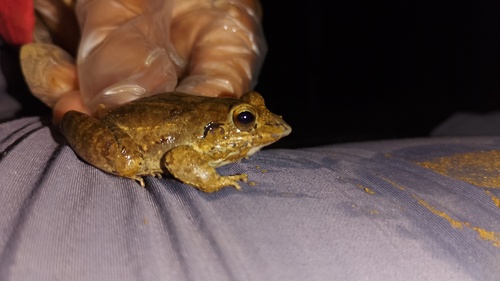 Turbo White-lipped Frog