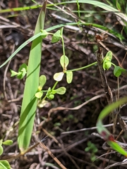 Euphorbia tetrapora