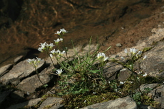 Cardamine prorepens