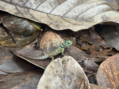 Strobilurus torquatus