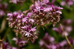 Lobelia jasionoides