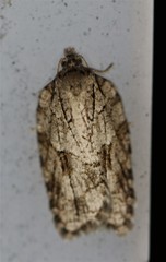Acleris ptychogrammos