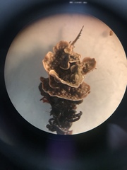 Mesophyllum lichenoides