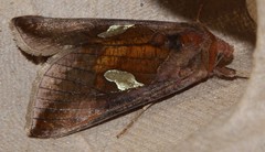Autographa bractea