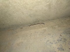 Indotyphlops braminus