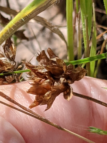 Image of Bejar Clover by (c) Alison Northup, some rights reserved (CC BY)