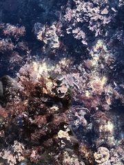 Mesophyllum lichenoides