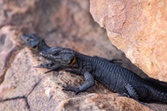 Hemicordylus capensis