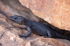 Hemicordylus capensis
