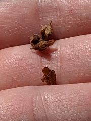 Trifolium bejariense