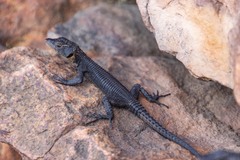 Hemicordylus capensis