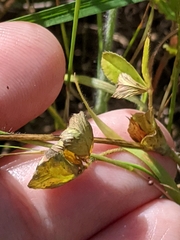 Trifolium bejariense