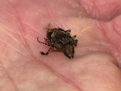 Aegomorphus jaspideus