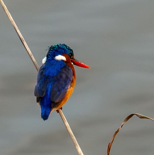 iNaturalist image