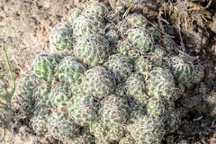 Coryphantha neglecta