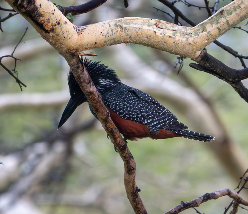 iNaturalist: (c) zoetrautman, some rights reserved (CC BY-NC) iNaturalist image