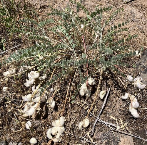 Astragalus inflexus observed 2026-05-22