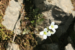 Cardamine prorepens
