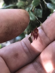 Lepanthes clausa