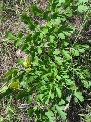 Polytaenia