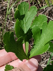 Polytaenia