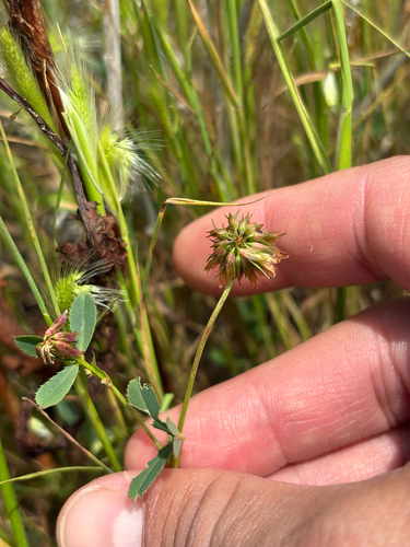 Trifolium gracilentum observed 2026-05-27