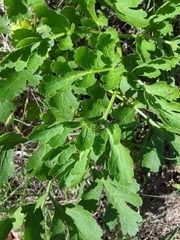Polytaenia