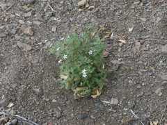 Jamesbrittenia primuliflora