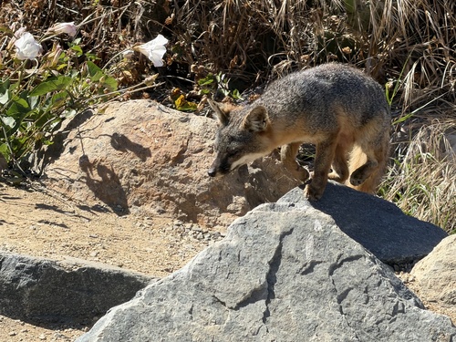 Santa Cruz Island Fox observed by finzelflowers
