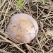 Mavi Cincile (Collybia nuda)