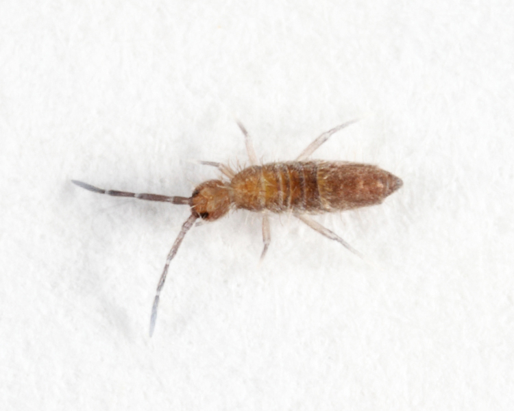 Entomobrya confusa