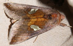 Autographa bractea
