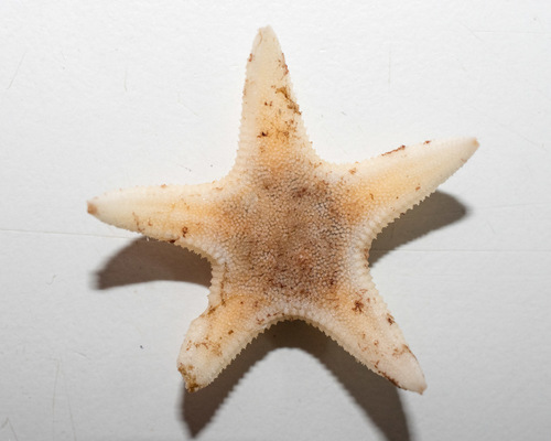 Leptychaster arcticus