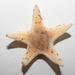 Arctic Sand Star - Photo (c) Claude Nozères, some rights reserved (CC BY-NC), uploaded by Claude Nozères