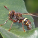 Hornet-mimic Thick-headed Fly - Photo (c) fausto, some rights reserved (CC BY-NC), uploaded by fausto