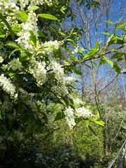 Prunus padus