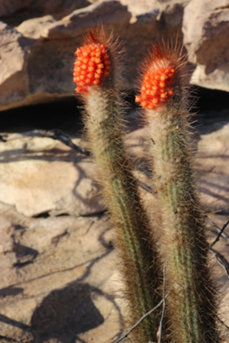 Micranthocereus flaviflorus