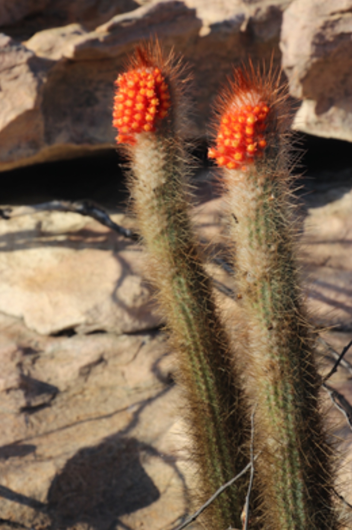 Micranthocereus flaviflorus