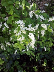 Prunus padus