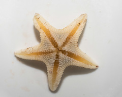 Leptychaster arcticus