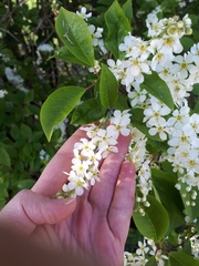 Prunus padus