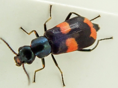 Anthocomus fasciatus