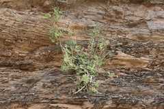 Pentatrichia petrosa